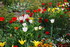 petit printemps