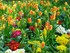 petit printemps