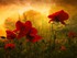 Le ravin aux coquelicots