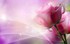 Rose de juin