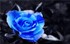 Rose de juin