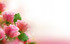 Rose de juin