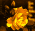 Rose de juin