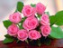 Rose de juin