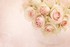 Rose de juin