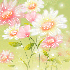 Charme des fleurs