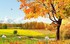 c'est l'automne !