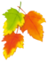 3 feuilles mortes !