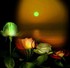 p'tit poeme