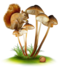 Champignons !