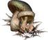 Champignons !