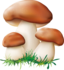Champignons !