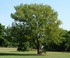 acacia