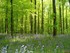 En forêt !
