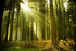 En forêt !