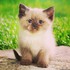Le petit chat