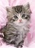 Le petit chat