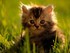 Le petit chat