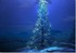 Le sapin