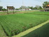 visite d'une riziculture !