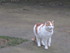 Le chat Vagabon !