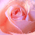 Poeme sur L'orchidée et la ro