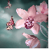 Poeme sur L'orchidée et la ro