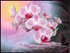 Poeme sur L'orchidée et la ro