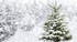 Le petit sapin sous la neige