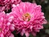 une p'tite fleur rose !