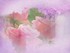 une p'tite fleur rose !