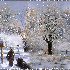 Matin d'hiver