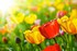 Fleurs d'aurore