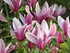 Fleurs d'aurore