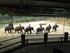A dos d'éléphant !