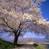 Arbre