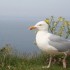 Etretat nous manquera