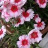 Les fleurs de mon jardin