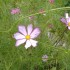 Les fleurs de mon jardin