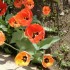 Les tulipes de mon jardin