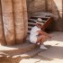 AU PAYS DES PHARAONS...
