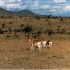 AU PAYS DES MASSAIS...