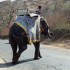 AU PAYS DES MAHARAJAS...