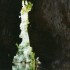 TOUJOURS FIDELE...