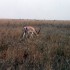 ENTRE SAVANE ET VIE SAUVAGE...