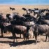 ENTRE SAVANE ET VIE SAUVAGE...