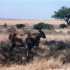 ENTRE SAVANE ET VIE SAUVAGE...