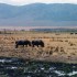 ENTRE SAVANE ET VIE SAUVAGE...