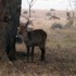 ENTRE SAVANE ET VIE SAUVAGE...