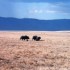 ENTRE SAVANE ET VIE SAUVAGE...